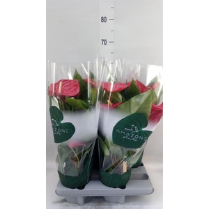 Anthurium andr. 'Nevada'