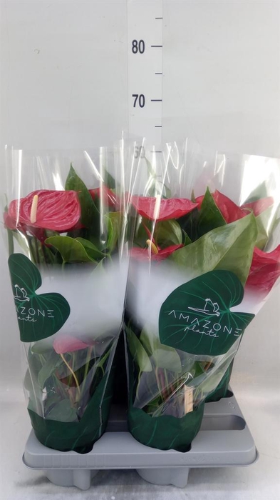 <h4>Anthurium andr. 'Nevada'</h4>