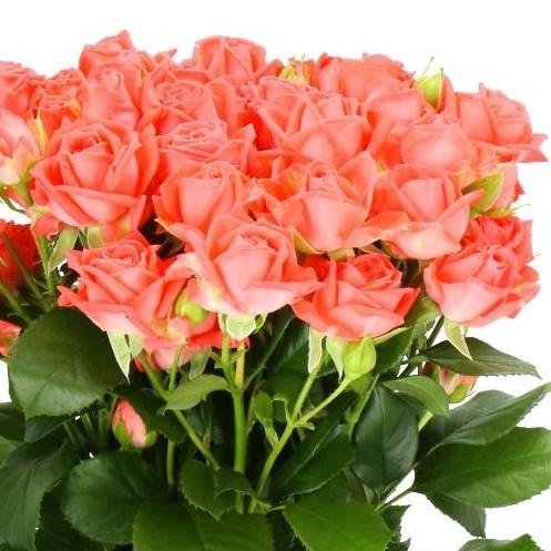 <h4>Rosa TR 'Barbados' FRANSEN</h4>