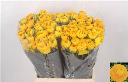 <h4>Ran El Yellow</h4>