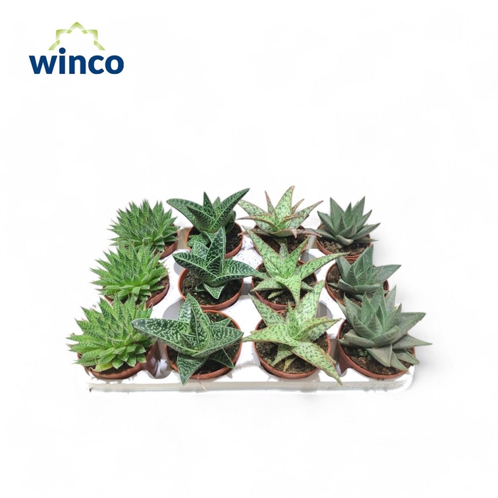 <h4>Aloe Gem</h4>