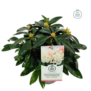 Rhododendron hybr. 'Percy Wiseman' C2 30-35