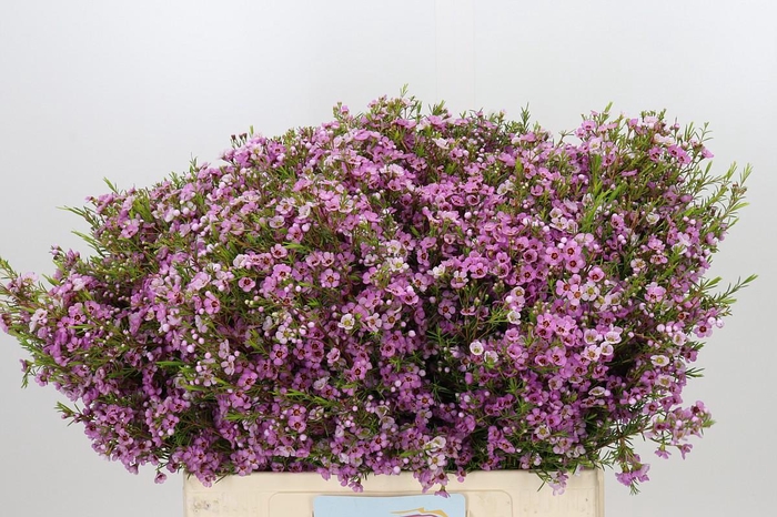 <h4>Chamelaucium Kerryn</h4>