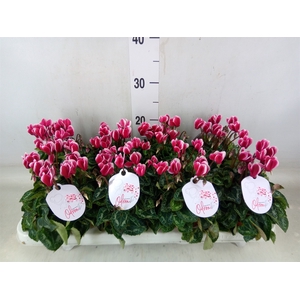 Cyclamen KL 'Odora Fuji WineRed'
