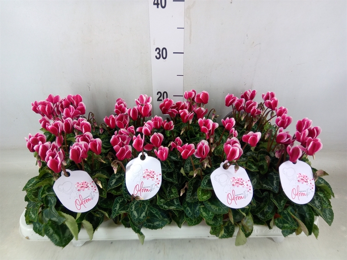 <h4>Cyclamen KL 'Odora Fuji WineRed'</h4>