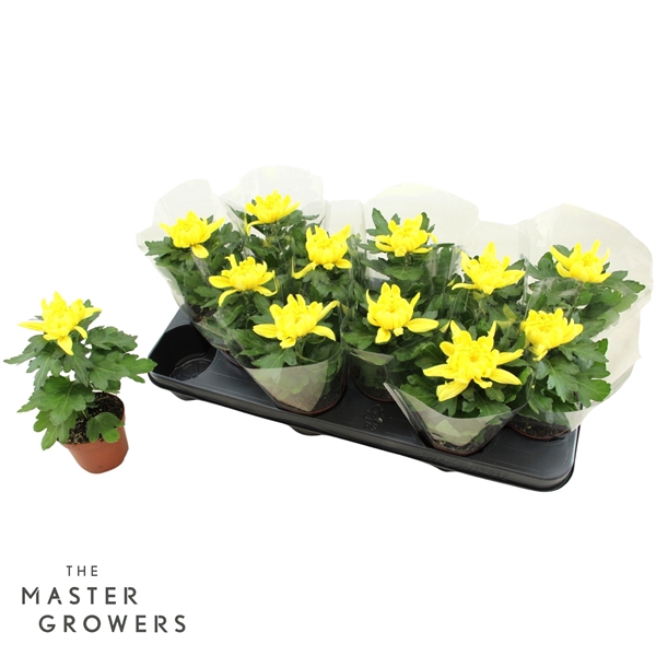 <h4>Deco Chrysant Cosmo Geel 9cm 1pp</h4>