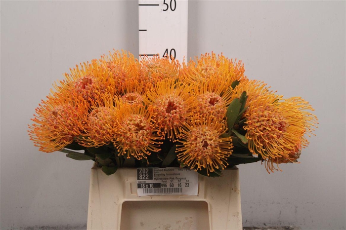 <h4>Leuco Soleil</h4>