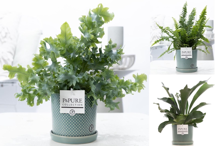 <h4>Varens gemengd in P&PURE Lauren ceramics</h4>