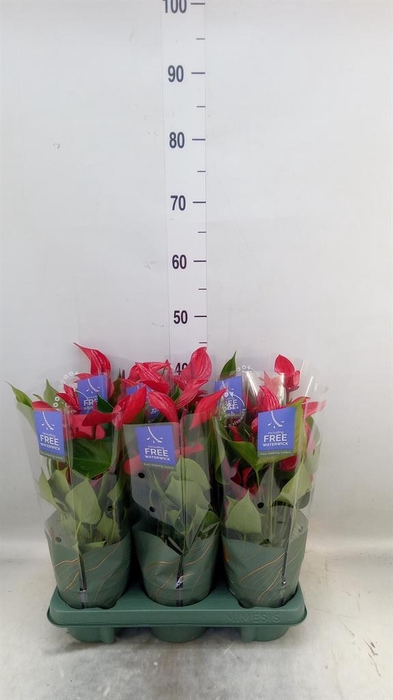 <h4>Anthurium 'Banderola Lava'</h4>
