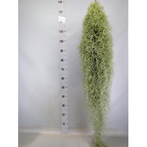 Tillandsia usneoides