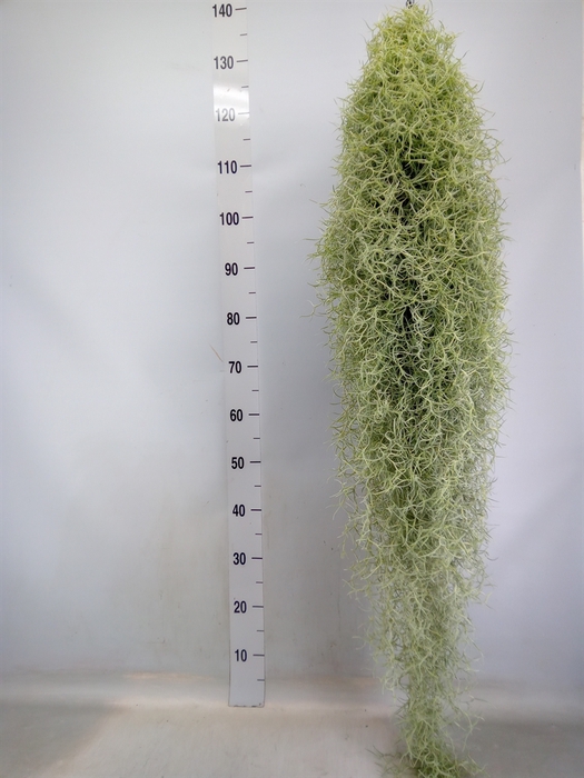 <h4>Tillandsia usneoides</h4>