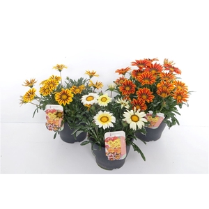Gazania rigens Big Kiss mix