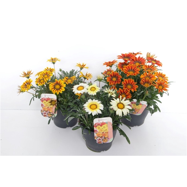 <h4>Gazania rigens Big Kiss mix</h4>