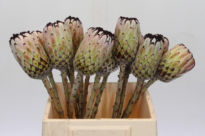 <h4>PROTEA MAG NIOBE</h4>