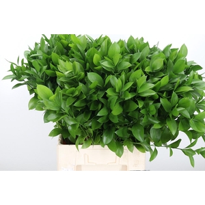 Ruscus