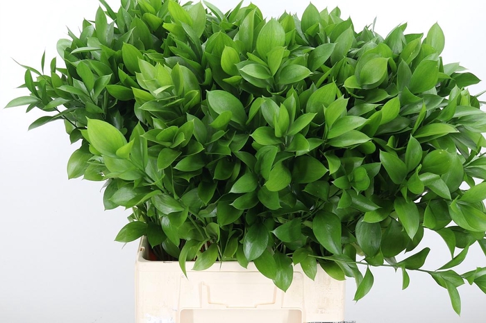 <h4>Ruscus</h4>