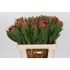 Protea Brenda