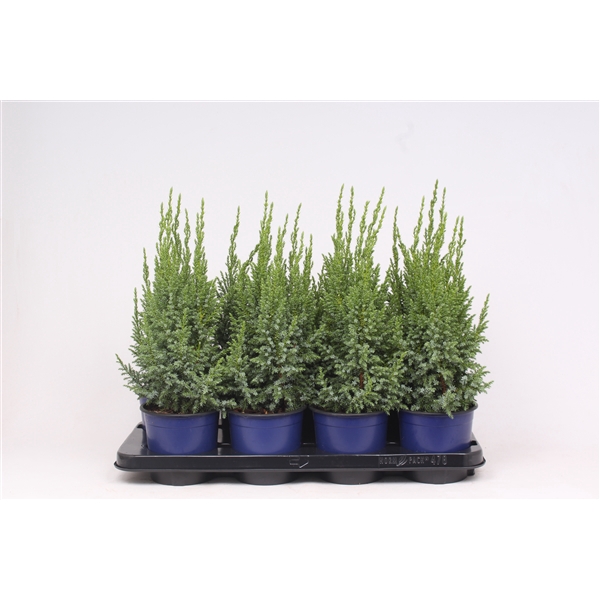 <h4>Juniperus pingii 'Loderi'</h4>