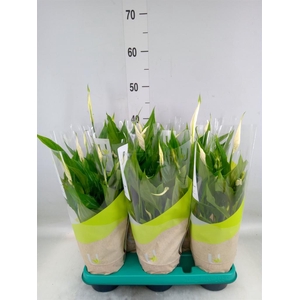 Spathiphyllum 'Torelli'