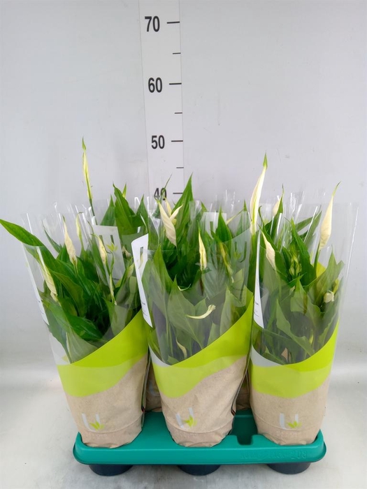 <h4>Spathiphyllum  'Torelli'</h4>