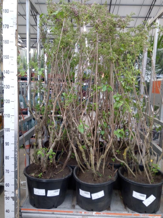 <h4>Syringa   ...</h4>