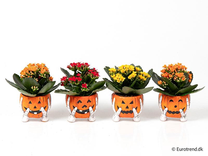 <h4>KALANCHOE BLOSSF P6 E 4808</h4>