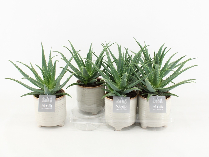 <h4>Aloe Arborescens Keramiek Maren</h4>