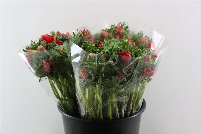 <h4>Anem Marianne Red</h4>