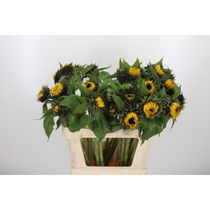 Helianthus Sunrich Orang