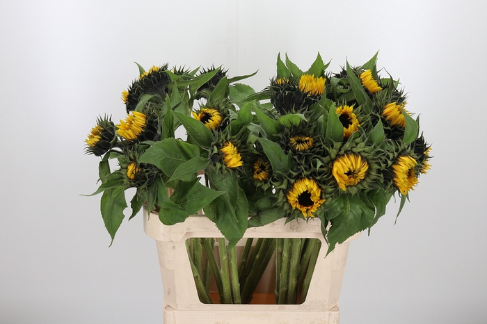 <h4>Helianthus Sunrich Orang</h4>
