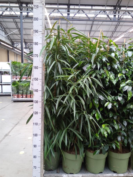 <h4>Ficus binn. 'Alii'</h4>