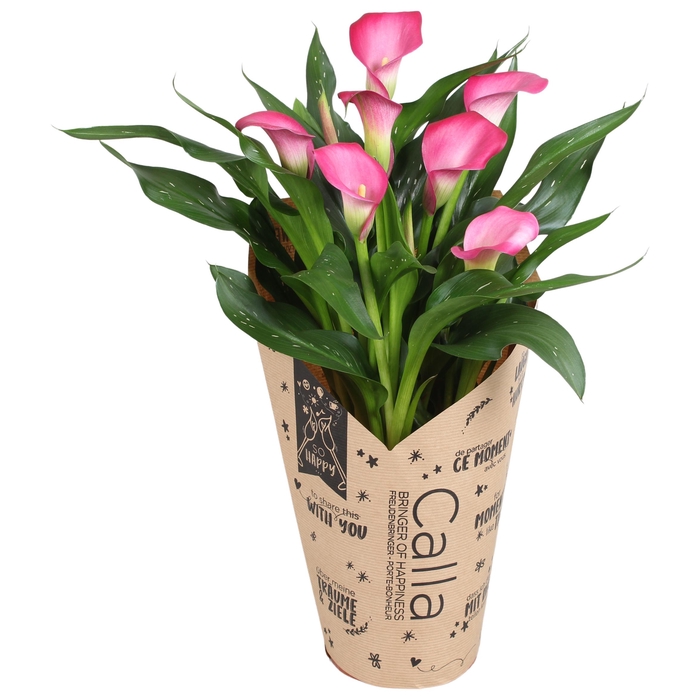 <h4>Zantedeschia Zazu Calla roze in kraft hoes</h4>