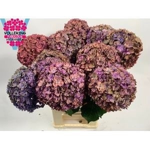 HYDR M ROY ANASTA CL