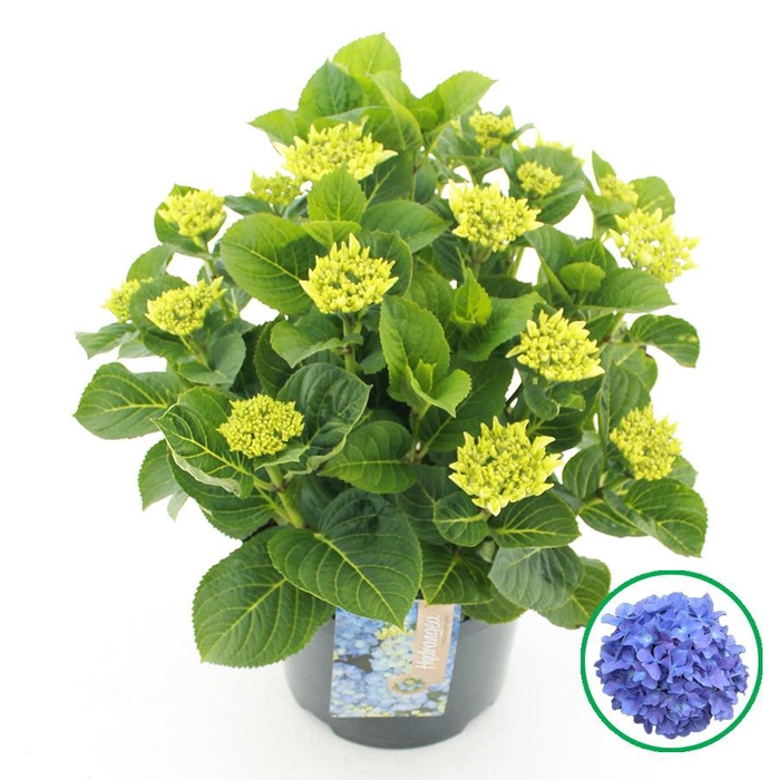 <h4>Hydrangea macr. Blauw C5 (23cm.) Kn.</h4>
