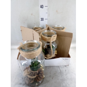 Arr.   Kamerplant Groen H%