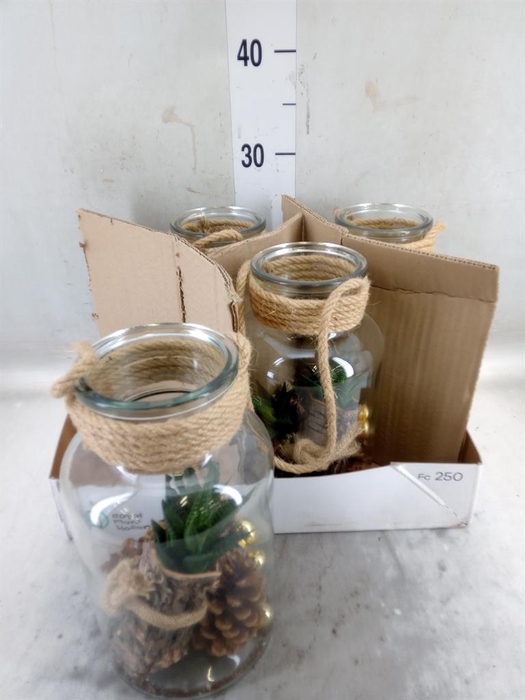 <h4>Arr.   Kamerplant Groen H%</h4>