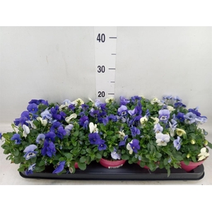 Viola corn. 'Evo Mini MM Athene'