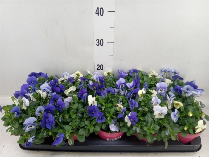 <h4>Viola corn. 'Evo Mini MM Athene'</h4>