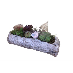 Arr.  Sempervivum L%