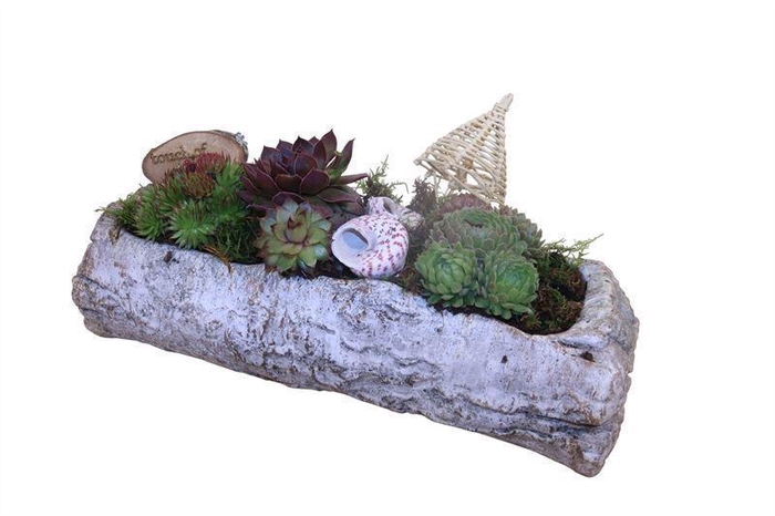 <h4>Arr.  Sempervivum L%</h4>