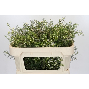 Chamelaucium Majestic White