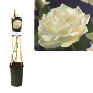 Rosa 'White Climber' +light label