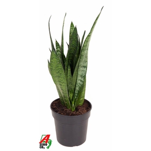 Sansevieria Zeylanica P17