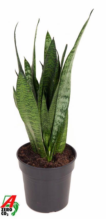 <h4>Sansevieria Zeylanica P17</h4>