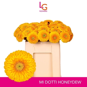 GERMINI POMPONI HONEYDEW