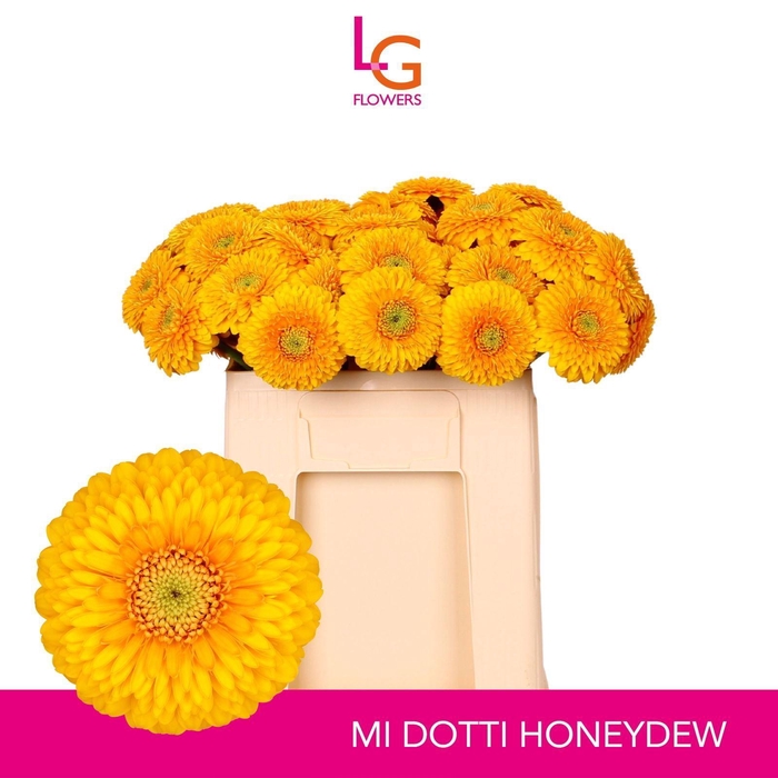 <h4>GERMINI POMPONI HONEYDEW</h4>