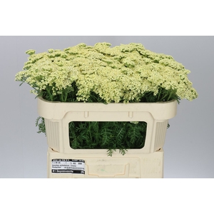 Achillea Creme Perfec