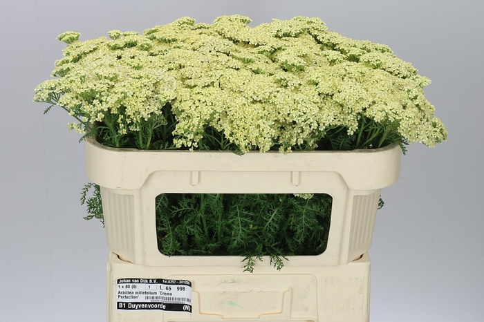<h4>Achillea Creme Perfec</h4>