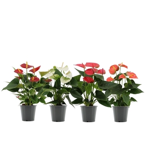 Anthurium 4 color mix without sleeve