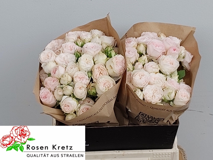 <h4>R TR ROYAL WEDDING</h4>